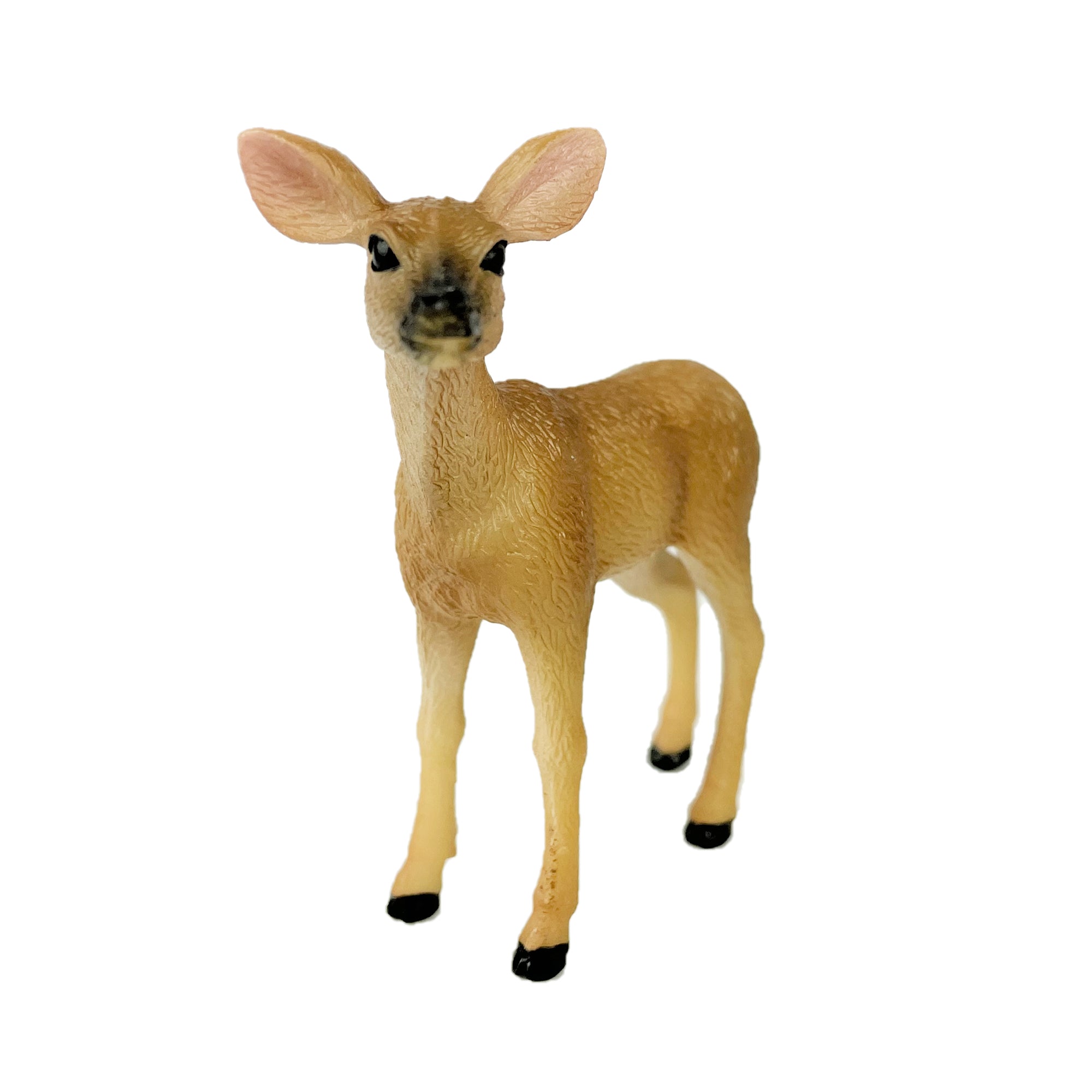 White Tailed Doe